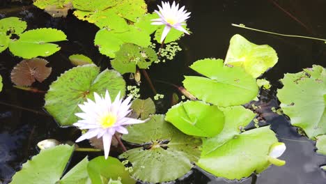 Large-fresh-and-fertile-fish-pond-with-water-lilies-and-flowers-on-the-surface-in-a-beautiful-Thai-garden