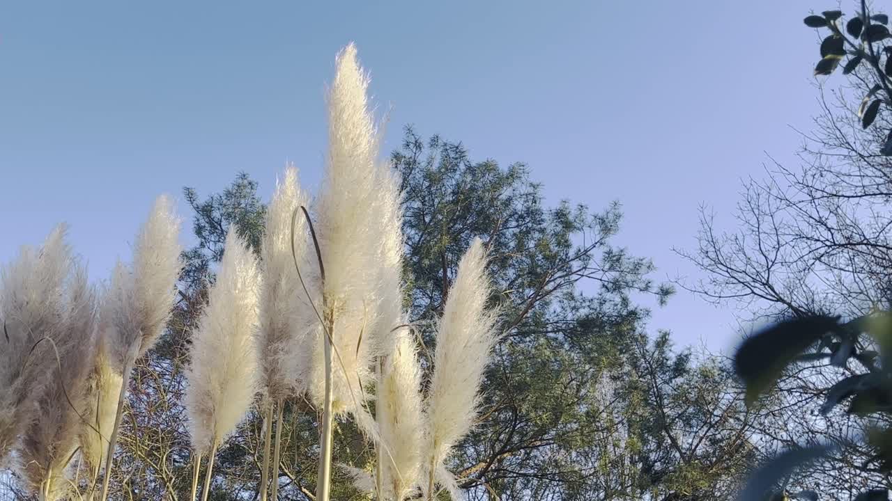 팜파스 잔디 잎의 흰색 깃발은 나무를 배경으로 바람에 부드럽게 움직입니다.