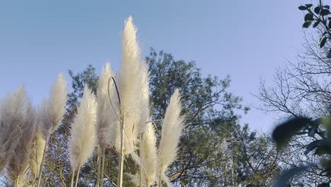 white flags of pampas grass fronds move gently in the wind in the background a tree