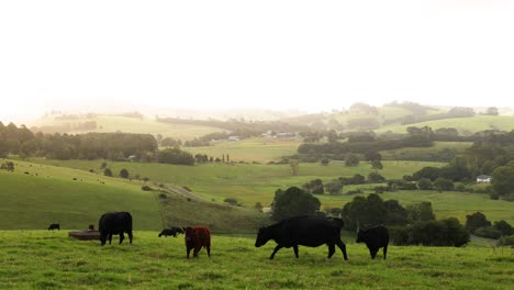 cows moving and grazing in a green field