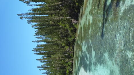 volando a lo largo de las aguas poco profundas a lo largo de la costa de la isla de pinos cerca de la piscina natural - vertical