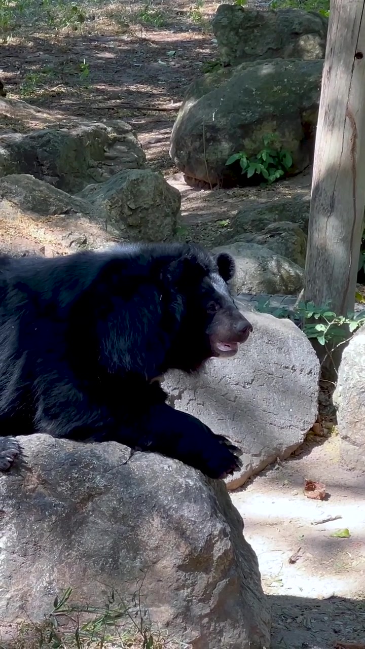 Un orso nero siede tranquillamente su grandi rocce grigie all'interno di un recinto esterno ombreggiato