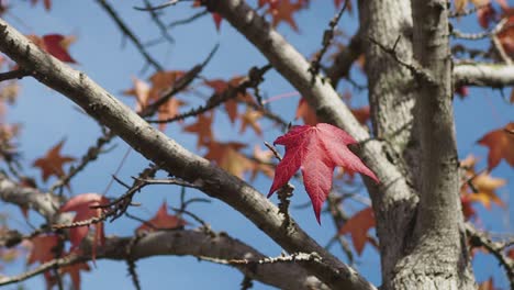 close up of red leaves on a tree branch