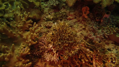 They-find-refuge-and-protection-in-the-corals