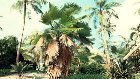 tropical palms and plants at sunny day