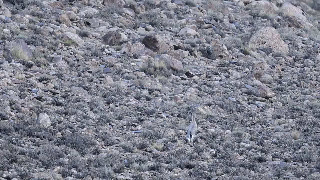 Woolly Hare running swiftly across rugged mountain terrain