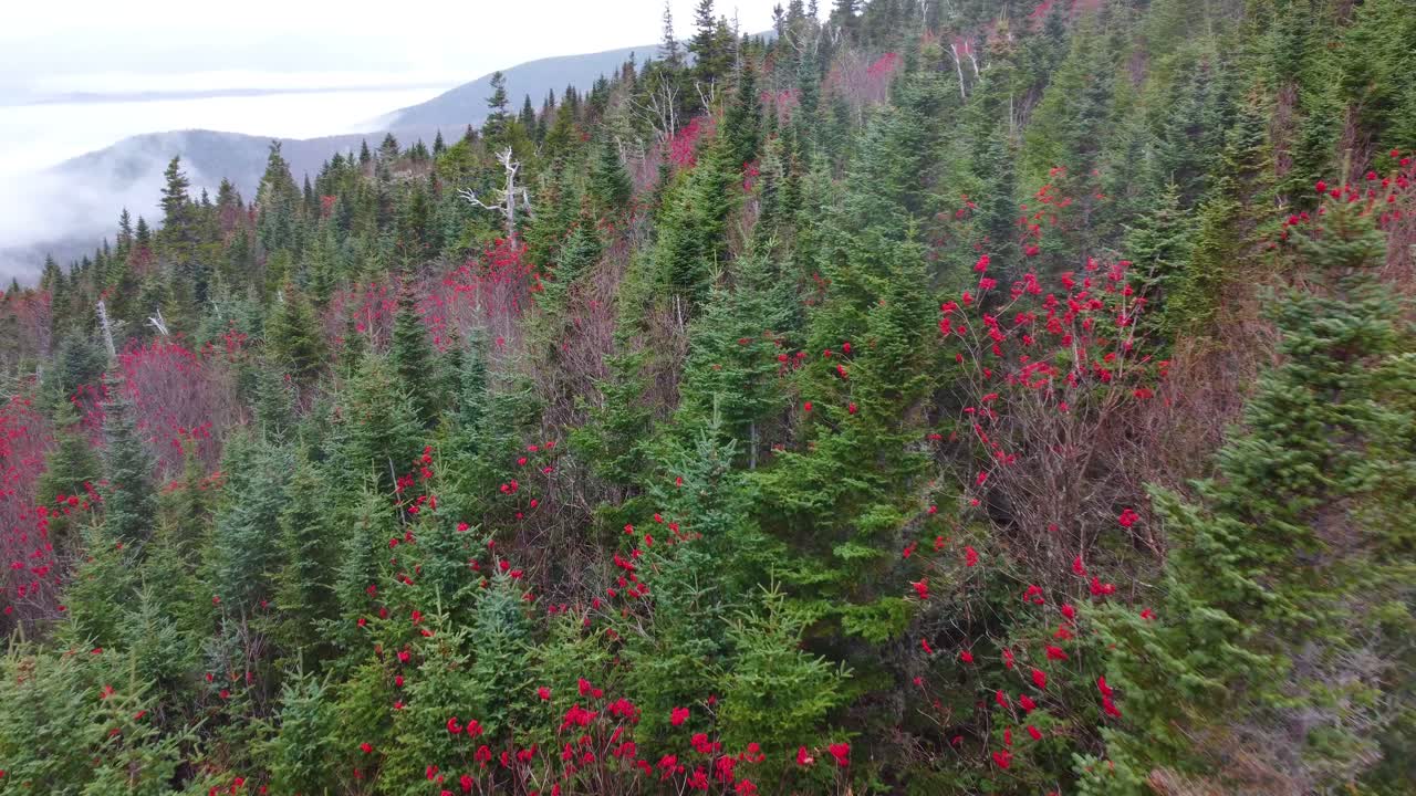 el bosque del monte washington en la temporada de otoño