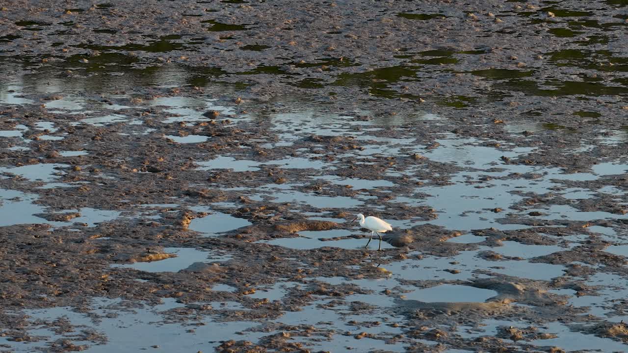 A great egret wades through mudflats, hunting for fish during sunset, captured in slow motion with aerial drone footage