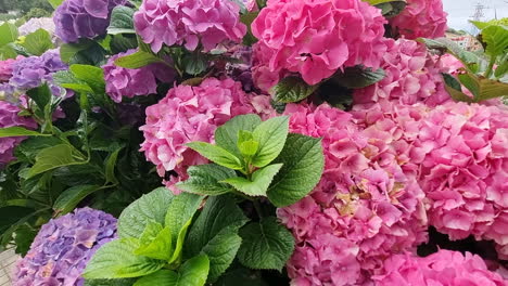 Beautiful-shot-of-hydrangea-flowers,-shot-made-in-4k-and-located-in-Villa-de-Moya,-Gran-Canaria,-Canary-Islands