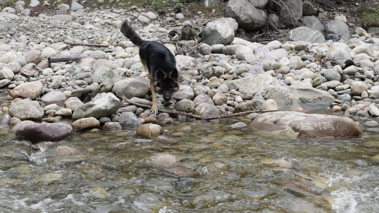 Black dog crossing s rocky river