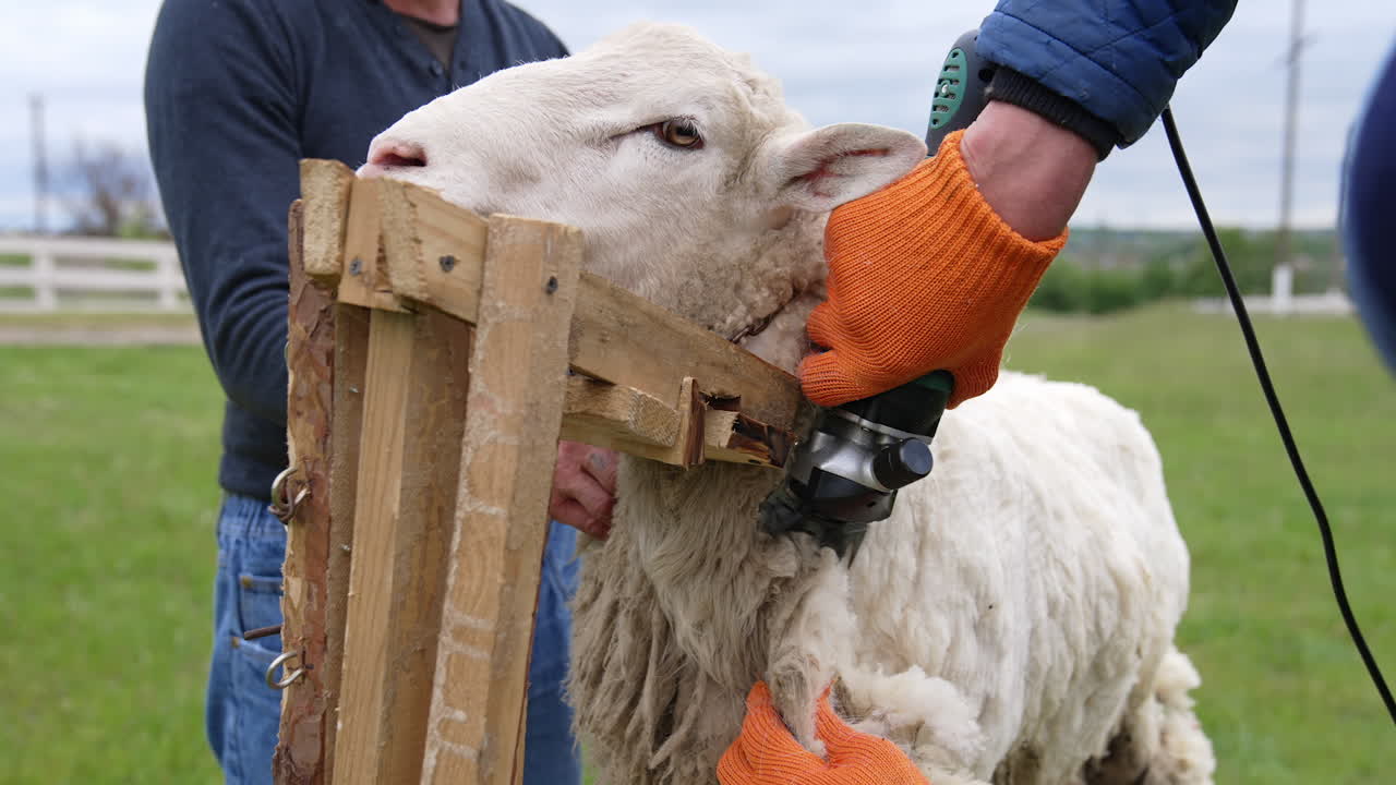 Wool sheared off from sheep by man. Farmer shearing wool sheep.