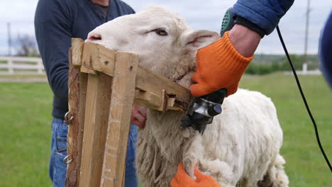 wool sheared off from sheep by man. farmer shearing wool sheep.