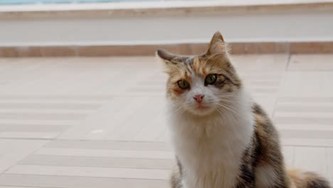 Beautiful-fluffy-colorful-cat-of-Cyprus-island,-close-up-view