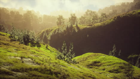 Grüne-Bäume-In-Der-Schlucht-Bei-Sonnenuntergang-Mit-Nebel