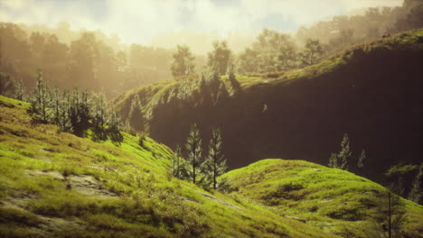 árboles verdes en el cañón al atardecer con niebla