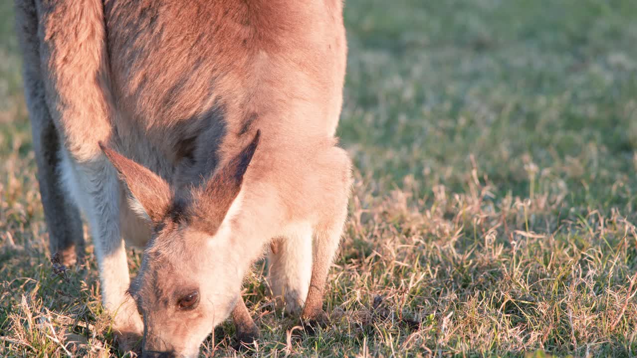 A kangaroo joey grazes on grass in a sunlit field at sunset, with soft natural lighting and a steady close-up camera angle
