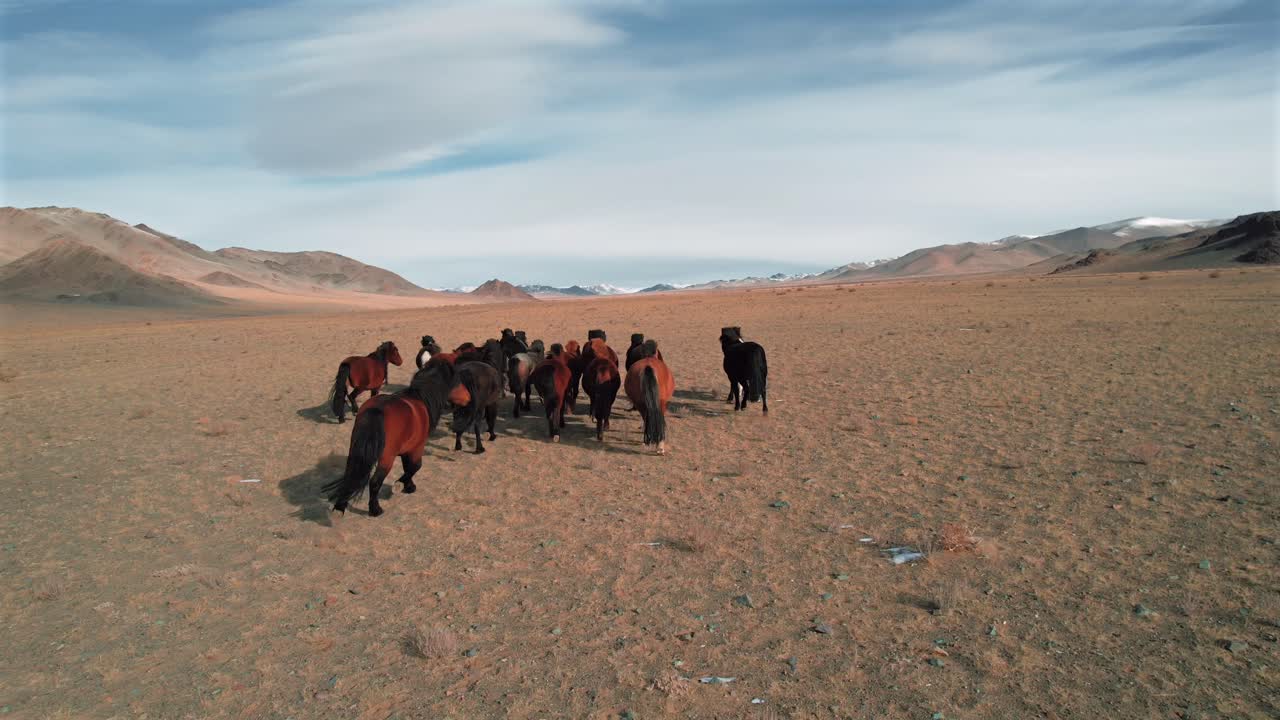 Aerial Of Band Of Wild Horses In Vast Mongolia Landscape
