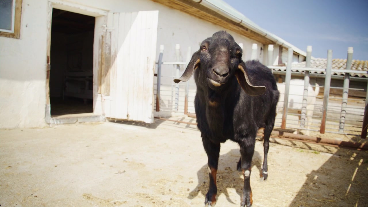 Una grande capra domestica nera sta in piedi fuori da un edificio agricolo bianco in una giornata di sole, guardando la fotocamera e masticando.