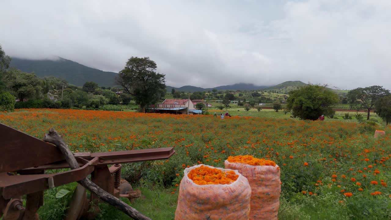 Gundlupet flower farming, The flower pot of India located In Karnataka, flower cultivation in Gundlupet, Onam vibes