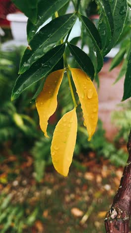 hojas amarillas con gotas de agua