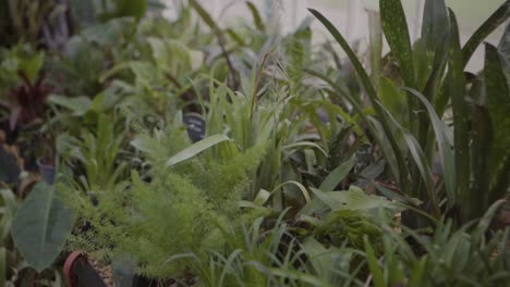 Green-tropical-plants-and-foliage-in-a-greenhouse