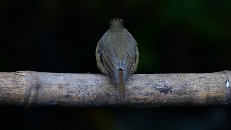 Hill-Blue-Flycatcher-Thront-Auf-Einem-Bambus,-Cyornis-Whitei