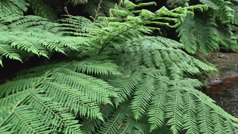 green ferns and flowing stream in forest