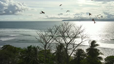 Belleza-Etérea-De-Guacamayas-En-Vuelo-Y-Encaramadas-Sobre-Las-Olas-De-Los-árboles-Como-Telón-De-Fondo-Del-Océano