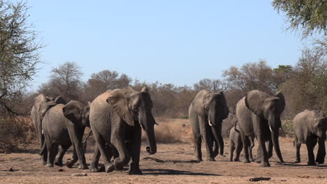 a herd of elephants excitedly coming towards a waterhole in the dry season in africa