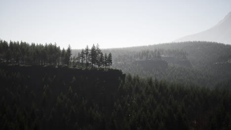 Evergreen-fir-tree-and-mountains-on-a-background-on-a-sunset-after-the-rain