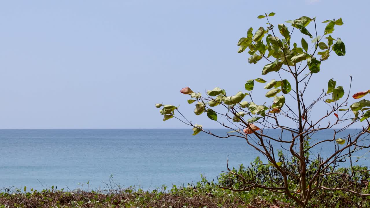 푸켓의 마이카오 해변에 있는 바가에 있는 나무의 조용한 장면.