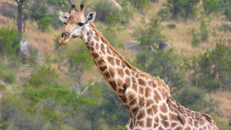 giraffe emerging from behind tree, covered in oxpecker birds removing bugs from it's fur