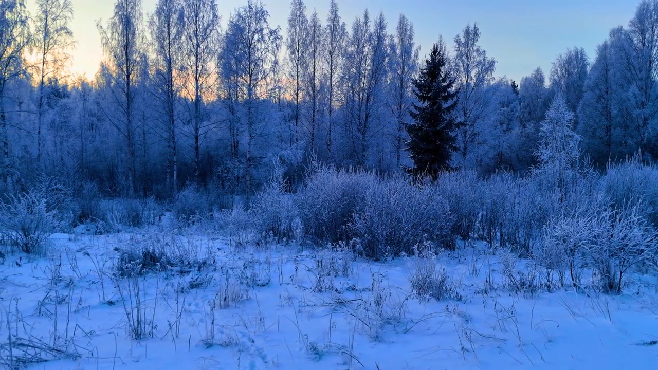 Frostdekket bjørke- og granskog ved daggry, Lappland, Finland. Frontalt bakkenært perspektiv av rimfrostbelagte trær og busker under blått kaldt lys med varm oransje soloppgangsglød bak trelinjen