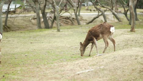 grupo de ciervos jóvenes comiendo hierba en el parque nara
