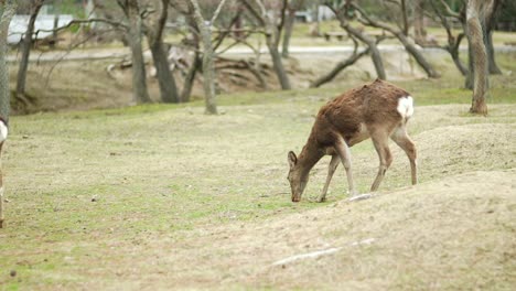 group of young deer eating grass in nara park