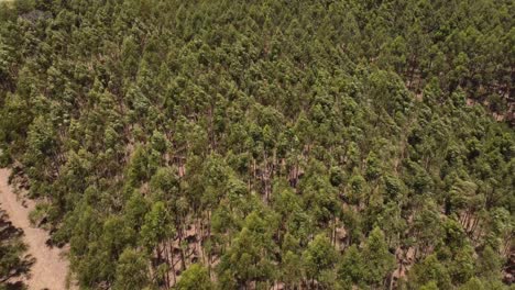 Fotografía-Cenital-De-árboles-Verdes-Ondeando-En-El-Viento-Uno-Al-Lado-Del-Otro-En-Un-Bosque-Salvaje