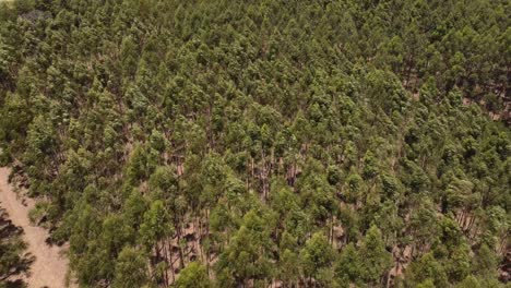 Overhead-Shot-Of-Green-Trees-Waving-In-Wind-Side-By-Side-In-Wild-Forest