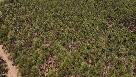 fotografía cenital de árboles verdes ondeando en el viento uno al lado del otro en un bosque salvaje