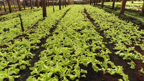 Shot-displaying-the-extensive-greenhouse-of-a-thriving-lettuce-plantation