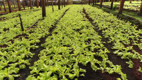 fotografía que muestra el extenso invernadero de una próspera plantación de lechuga