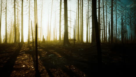 Humo-En-El-Bosque-Causado-Por-La-Deforestación