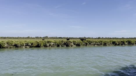 llanura plana junto al río con bueyes españoles negros corriendo a lo largo del río