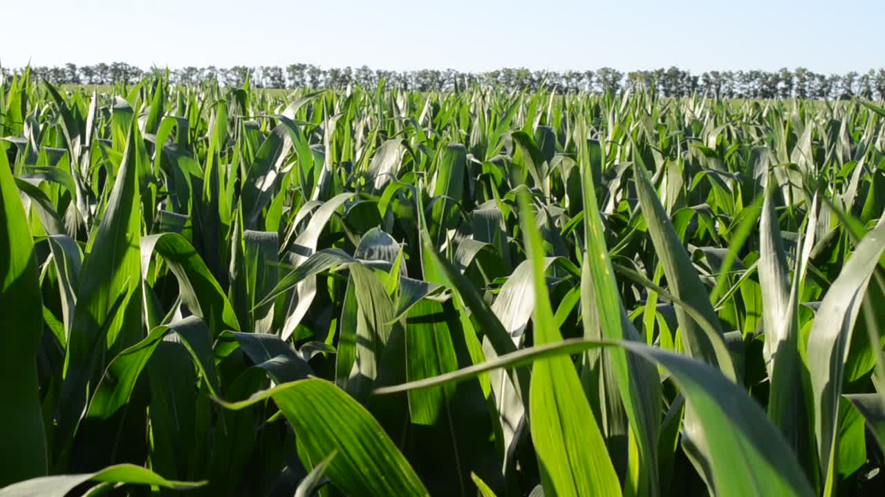 Corn field against trees and the sky. Movement of leaves of young corn