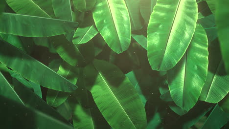 closeup tropical leaf of trees with summer background 11