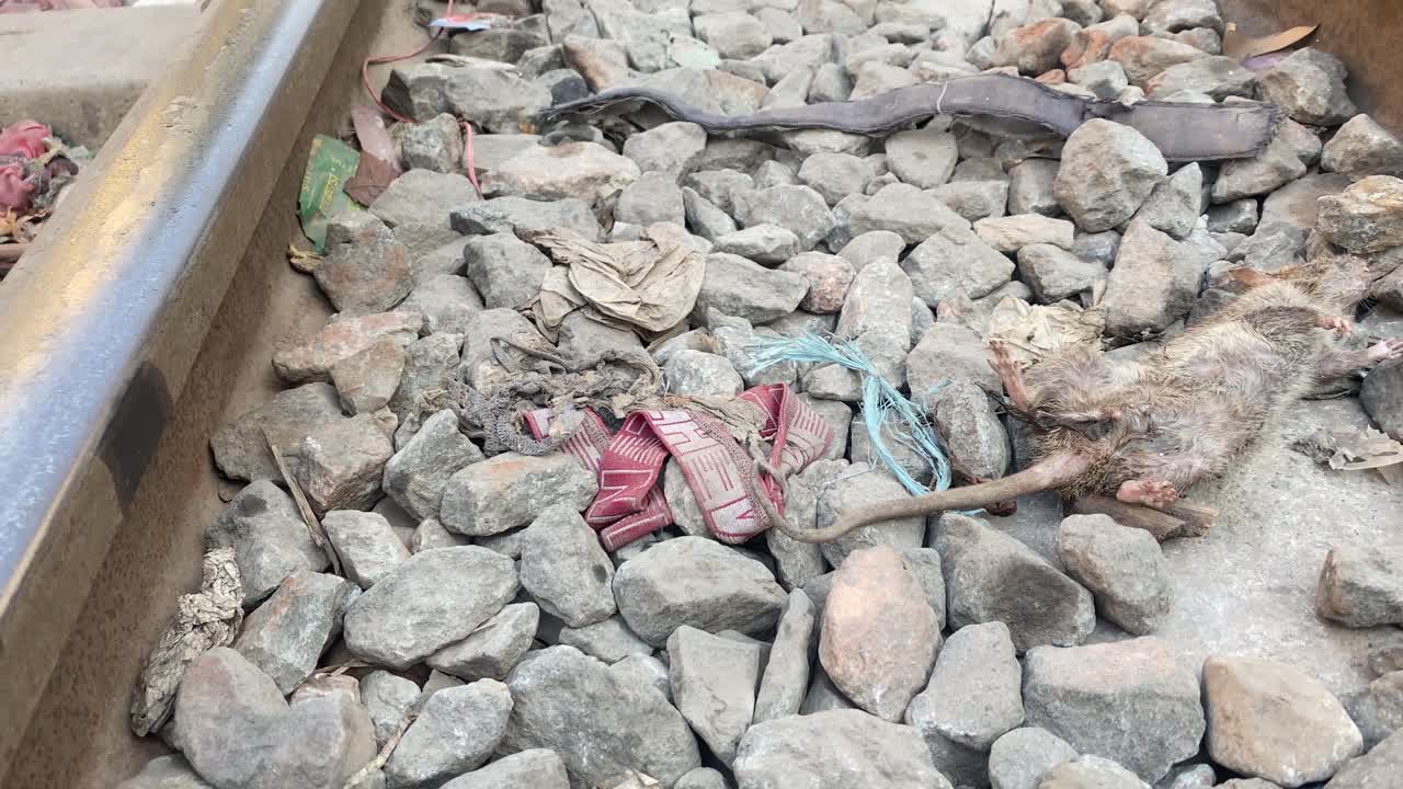 un raton muerto en las vias del tren k