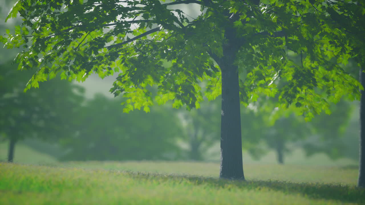 봄 에 밝은  ⁇ 빛 으로 빛나는 푸른색 에  ⁇ 은 메이플 잎