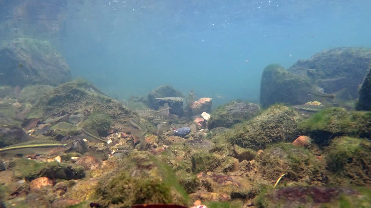 un grupo de peces pequeños nadan libremente bajo el agua