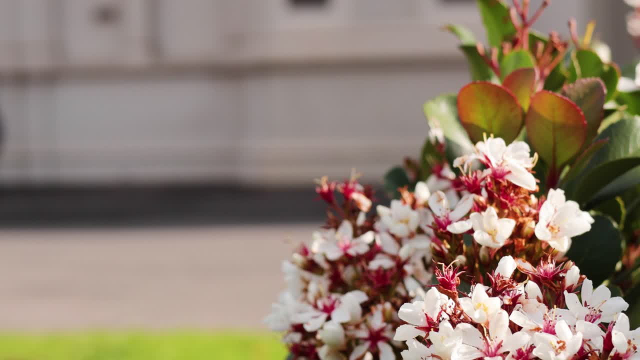 덤불 에 꽃 이 피는  꽃