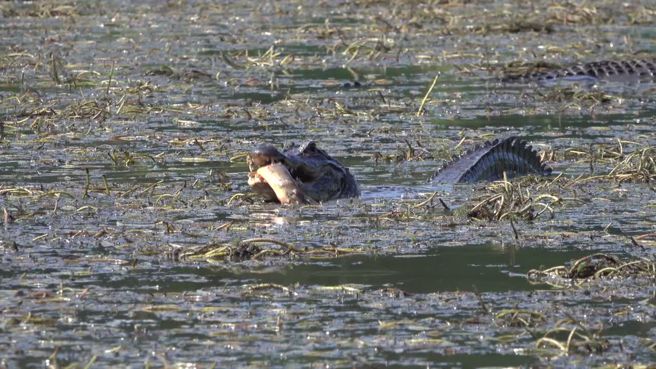 un caimán solitario come un pez en un pantano fangoso de los everglades, florida