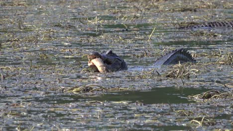 Un-Caimán-Solitario-Come-Un-Pez-En-Un-Pantano-Fangoso-De-Los-Everglades,-Florida